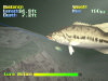 Action Bass (1999)